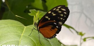 Mariposas, calor y una segunda vida para un antiguo pabellón del parque