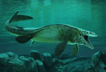 У водах з’явився новий T. rex. Він розколює черепи.