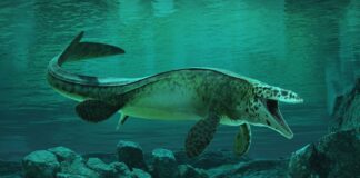 Um novo T. rex acabou de cair na água. Isso quebra crânios.