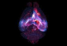 A Hidden “Subway System” in the Brain: New Astrocyte Networks Revealed