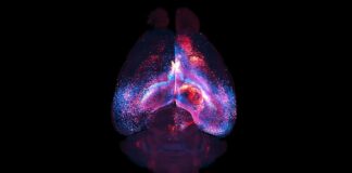 A Hidden “Subway System” in the Brain: New Astrocyte Networks Revealed
