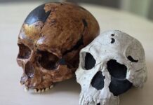Mengapa Evolusi Manusia Bukan Garis Lurus