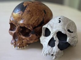 Dlaczego ewolucja człowieka nie była bezpośrednią ścieżką
