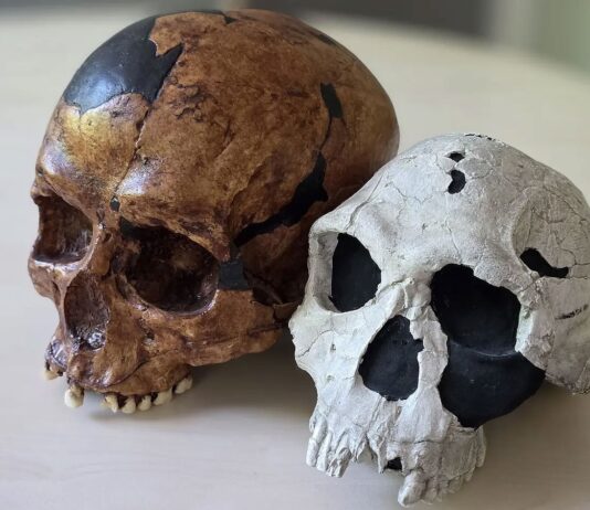 Waarom de menselijke evolutie geen rechte lijn was