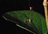 Павук-катапульта: смертоносні навантаження для мурах 🕷️