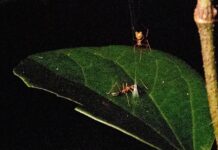 Павук-катапульта: смертоносні навантаження для мурах 🕷️