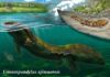 Limnospondylus: Die seit 3,5 Millionen Jahren verschollene Abstammungslinie der japanischen Riesensalamander