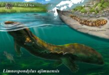 Limnospondylus: Die seit 3,5 Millionen Jahren verschollene Abstammungslinie der japanischen Riesensalamander