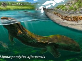 Limnospondylus: Die seit 3,5 Millionen Jahren verschollene Abstammungslinie der japanischen Riesensalamander