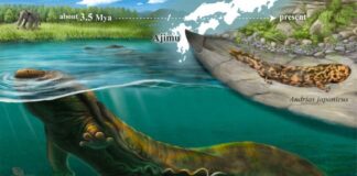 Limnospondylus : la lignée perdue de 3,5 millions d’années de salamandres géantes du Japon