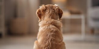 Perché alcuni cani sono facili: la vera scienza dietro il comportamento canino