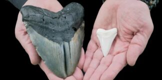 Größe und Fakten des Megalodonhais: Wie groß war der größte Hai aller Zeiten?