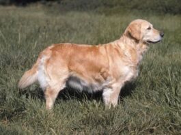 Dlaczego psy retriever mają miękki chwyt i wodoodporną sierść