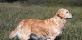 Por qué los perros retriever tienen bocas suaves y pelajes resistentes al agua